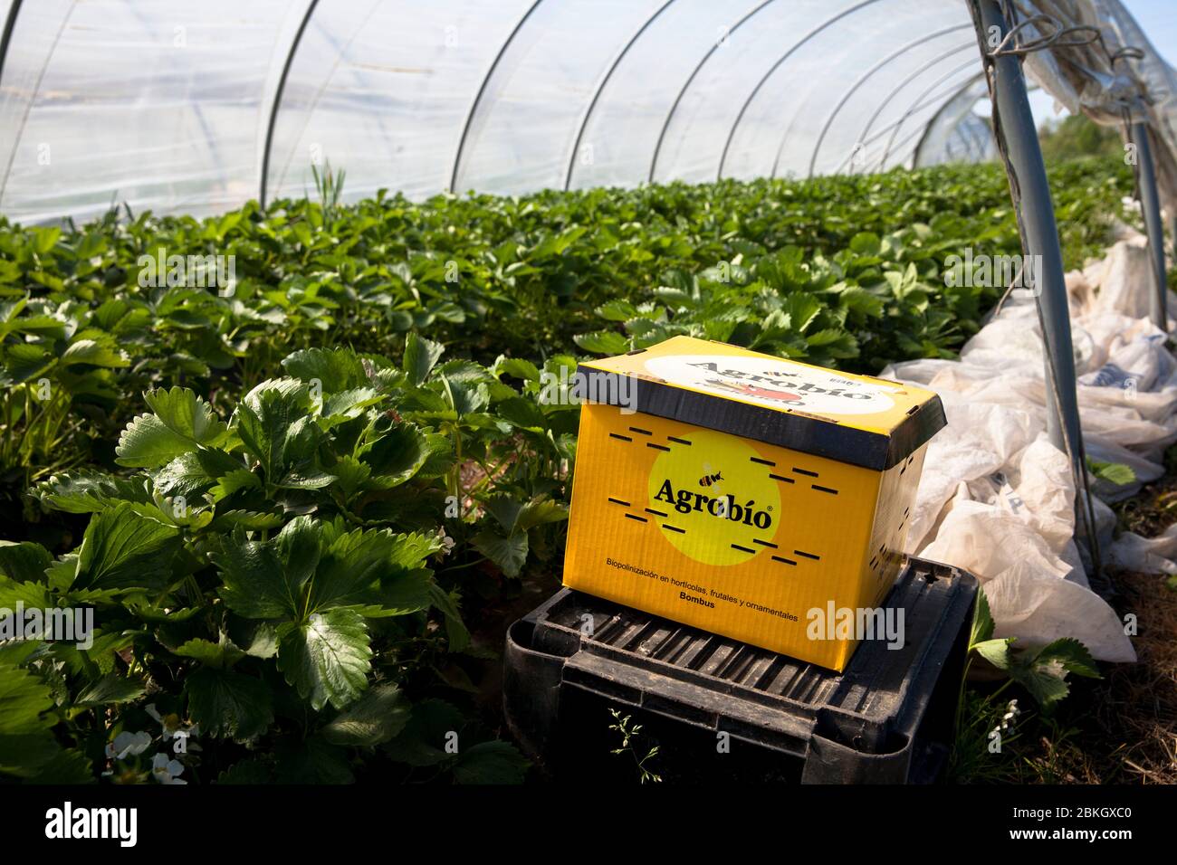 cultivation of strawberries in a foil tunnel near Bergheim, box with bumblebees for pollination, North Rhine-Westphalia, Germany.  Anbau von Erdbeeren Stock Photo