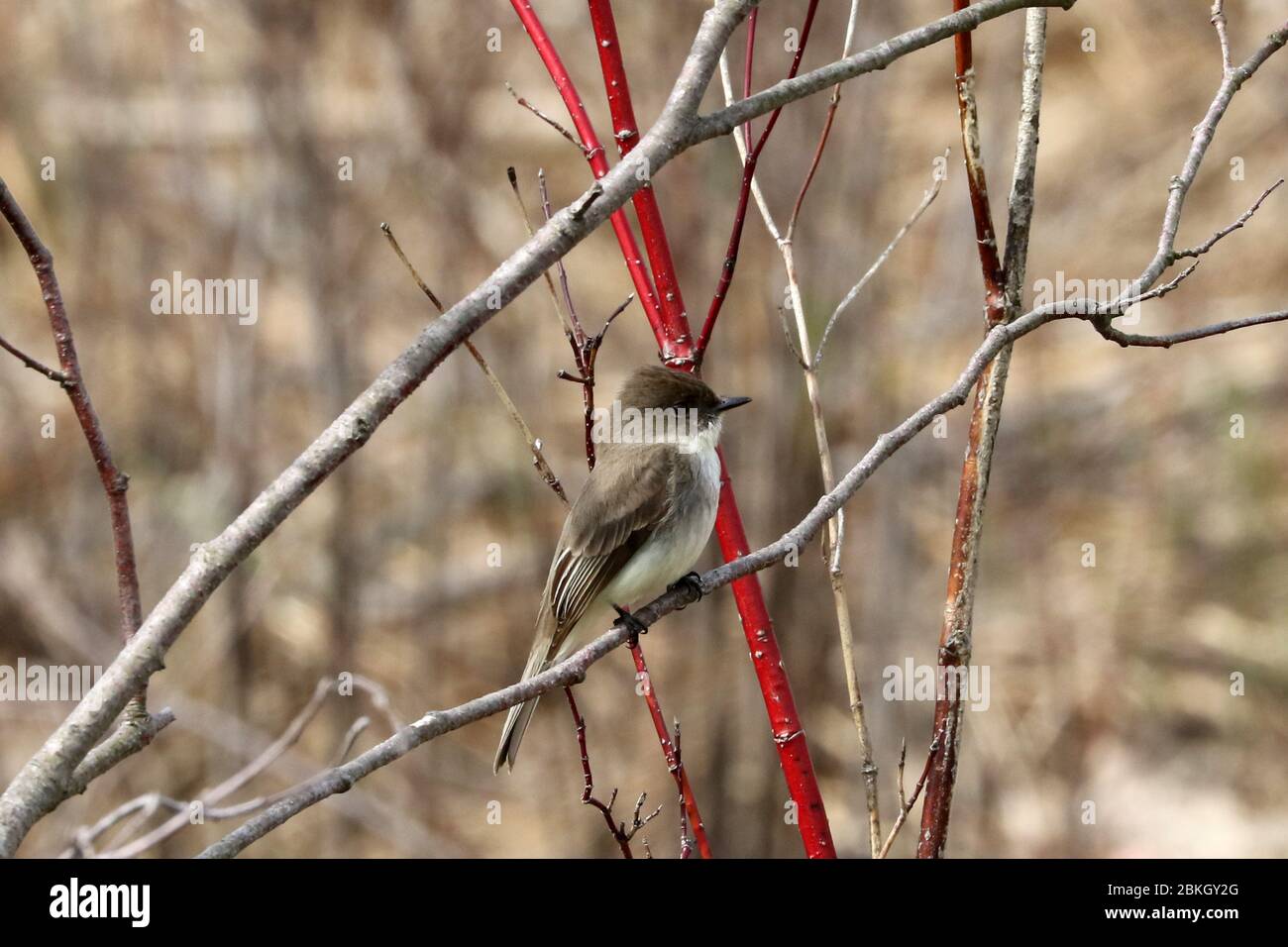 Eastern Phoebe on branch in forest Stock Photo