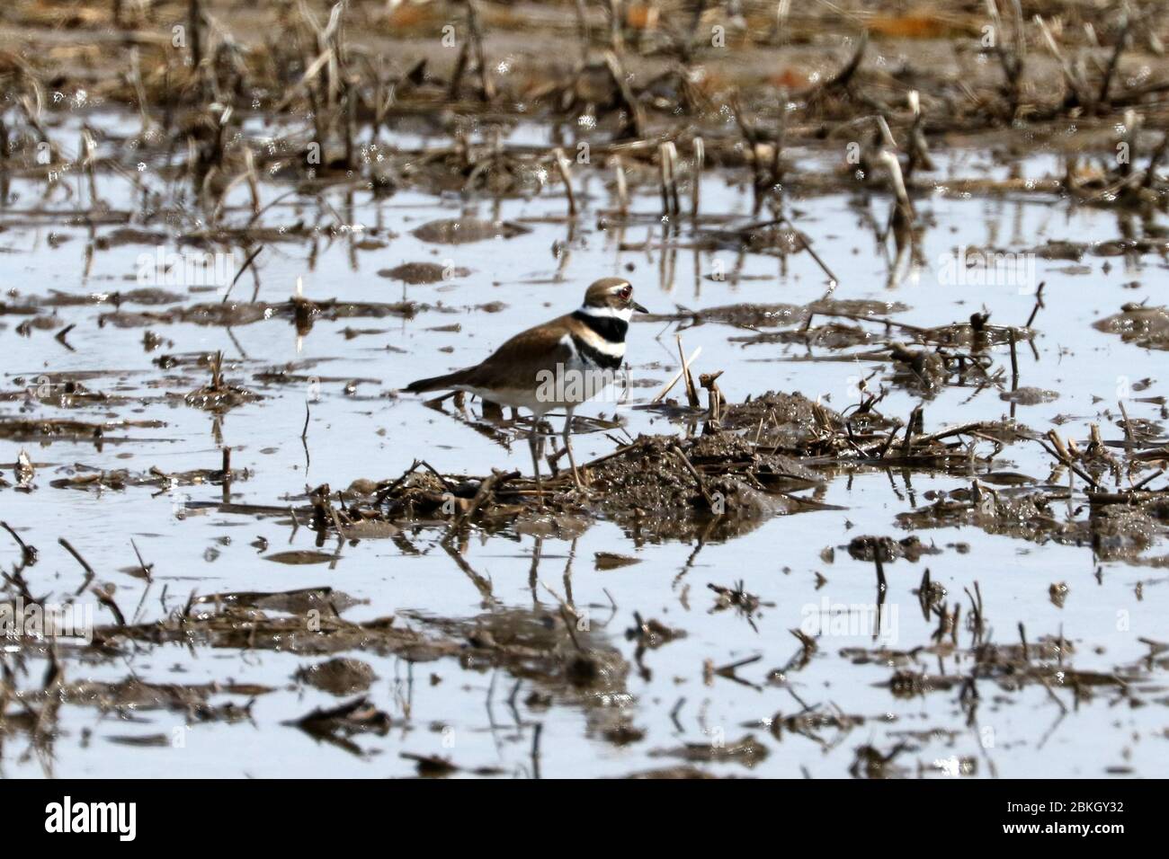 Killdeer on flooded field Stock Photo