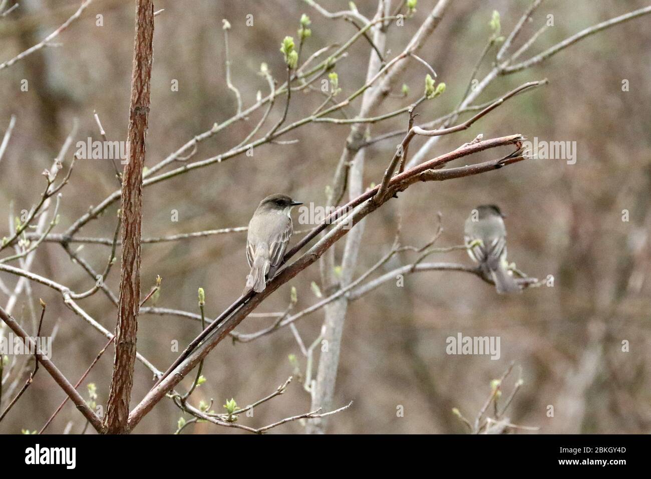 Eastern Phoebe on branch in forest Stock Photo