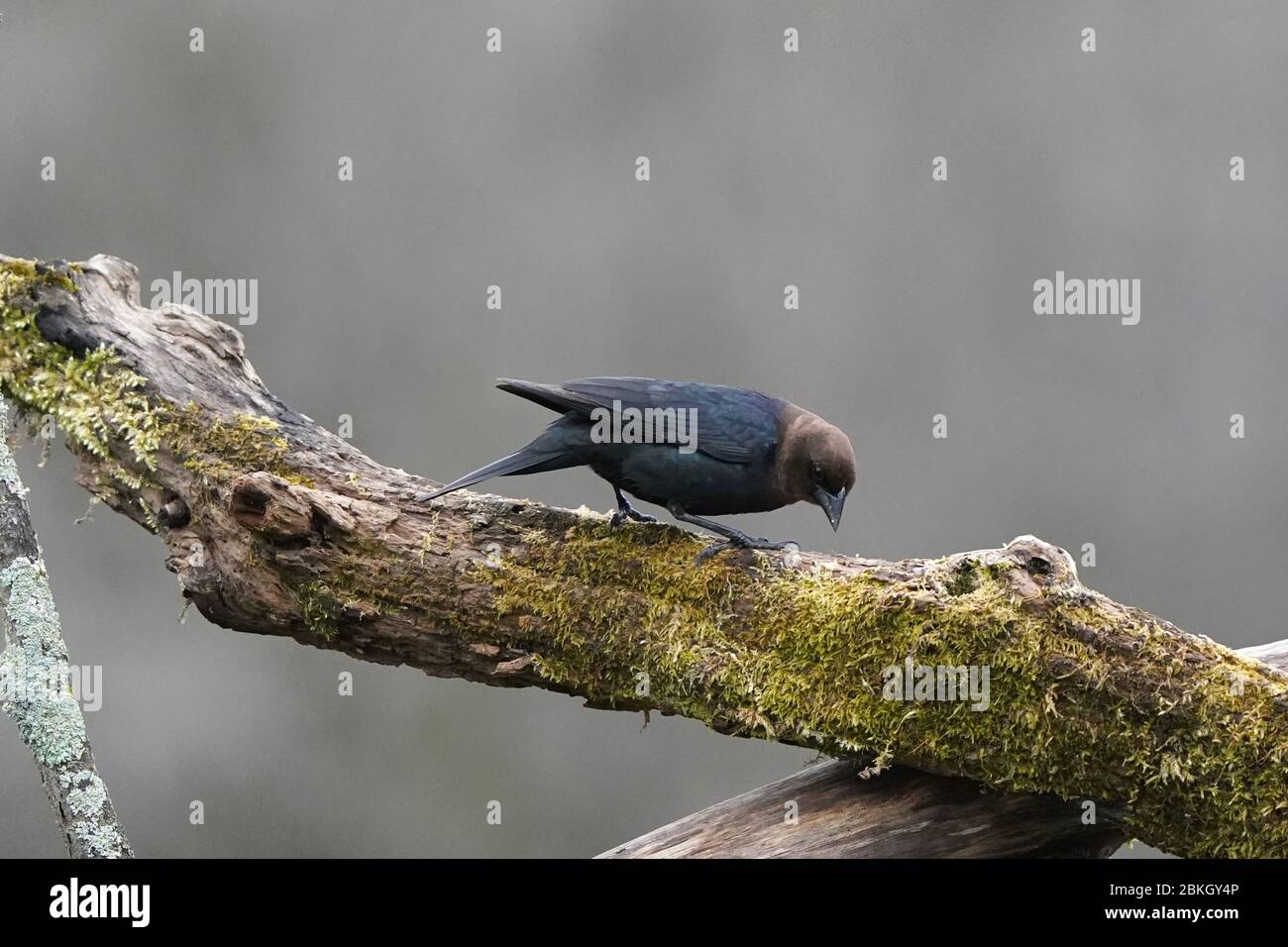 Male cowbird in flight and perching Stock Photo