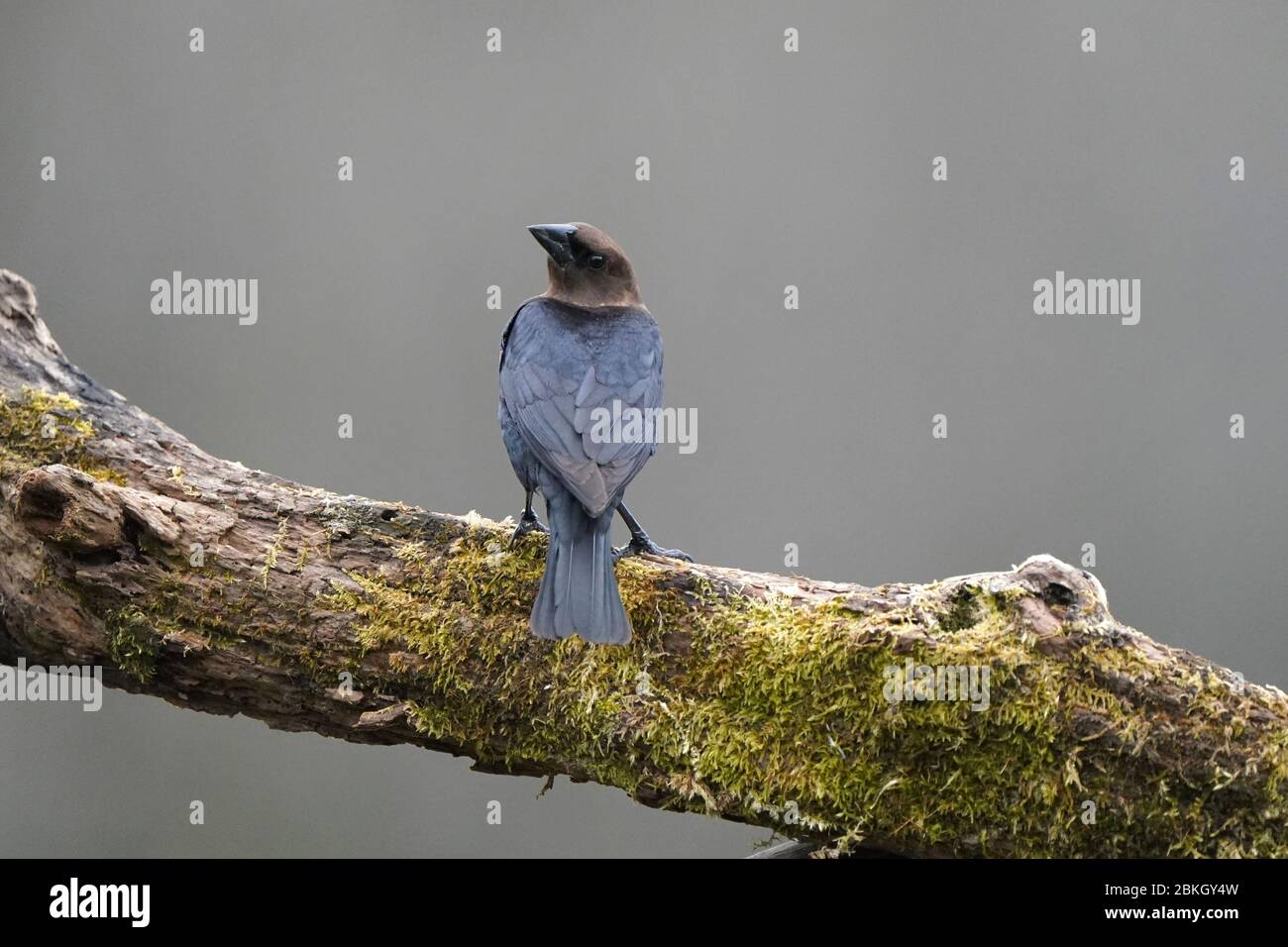 Male cowbird in flight and perching Stock Photo