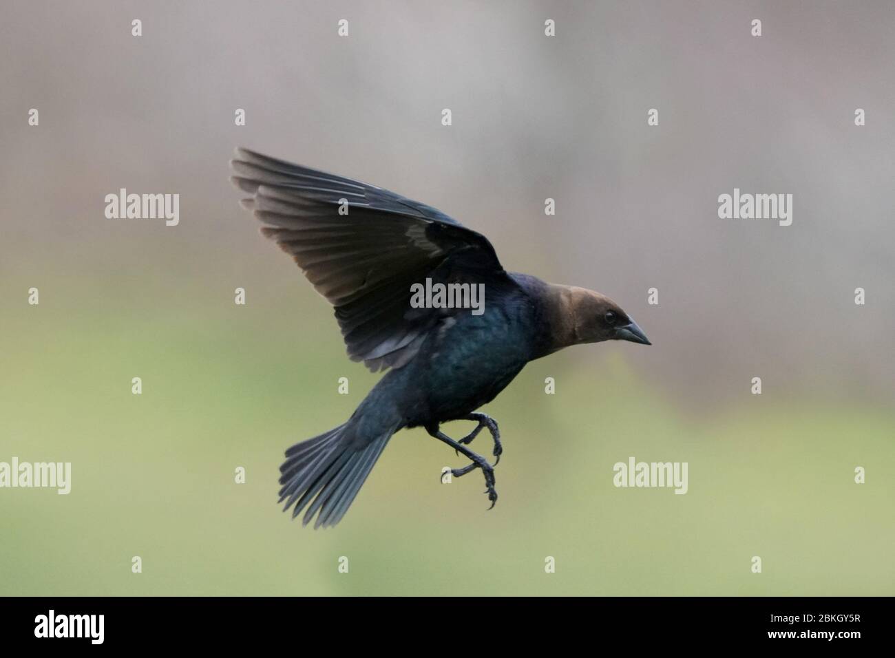 Male cowbird in flight and perching Stock Photo