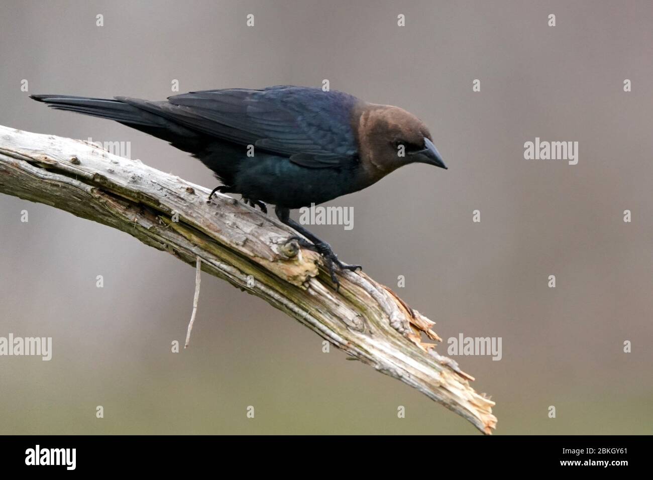 Male cowbird in flight and perching Stock Photo