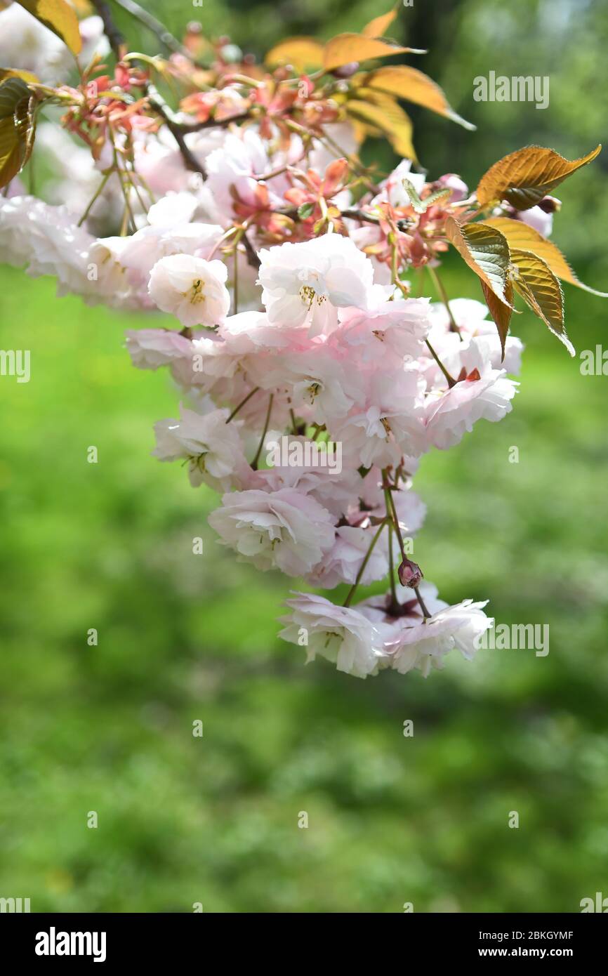 Tree blooming manhattan spring hi-res stock photography and images - Alamy
