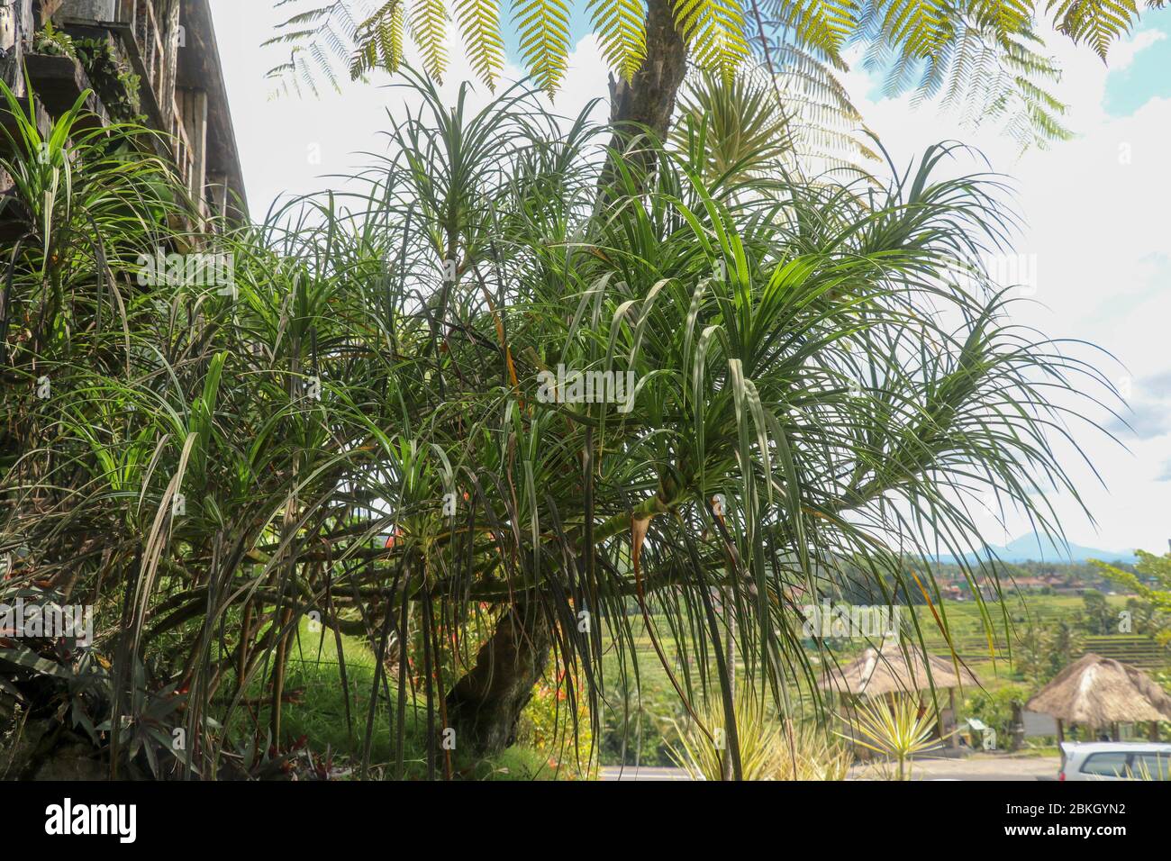 Youg plant Pandanus Tectorius, Pandanus Odoratissimus tree with natural sunlight in the morning. Herbal use for diuretic and relieve a fever on side v Stock Photo