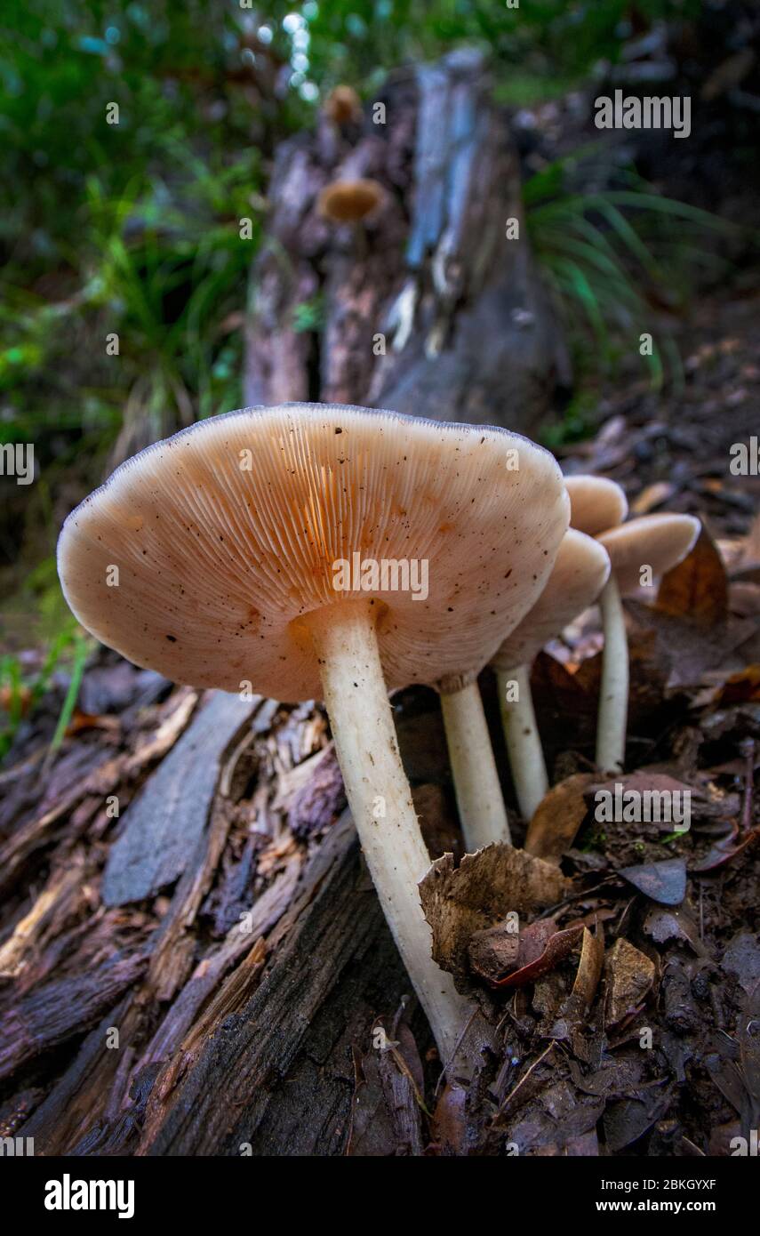 Wild mushrooms, Marin County, California Stock Photo Alamy