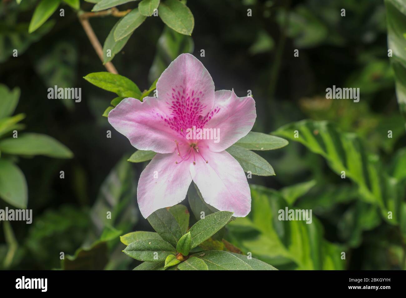 Close up shot of pink Rhododendron Simsii flower blossom in Bali, Indonesia. Spring flowers series, pink Azalea flowers. Blossoming plant of Rhododend Stock Photo