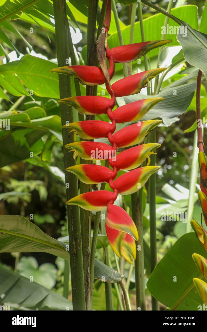 Musaceae Heliconia plant in a tropical garden, known as heliconia rostrata,  lobster claw and parrot peak, red yellow flower with long stem in the Bali  Stock Photo - Alamy