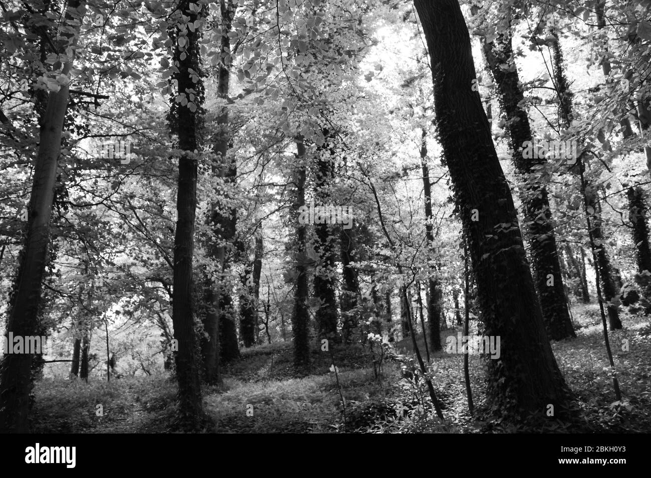 Woodland in black and white Stock Photo - Alamy