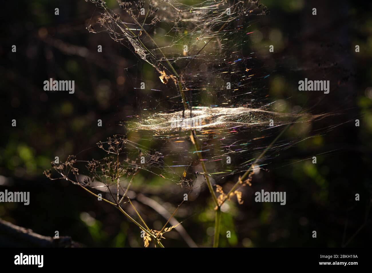 Spiderwebs on the grass in the forest at sunset Stock Photo