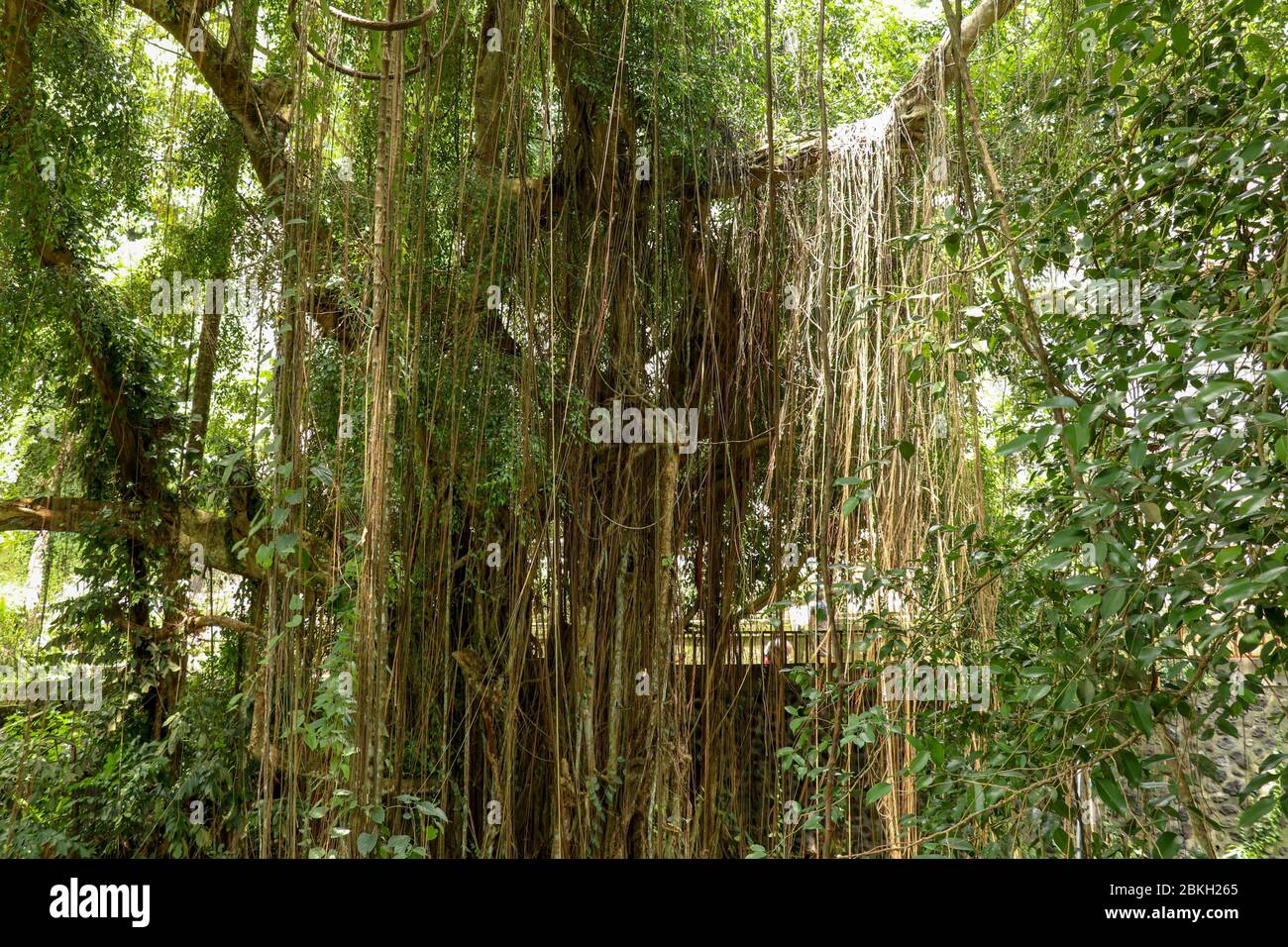 Ficus Elastica covered with long lianas in the rainforest. Rubber Fig or Rubber bush in Gunung Kawi Royal Tomb Valley. Rubber tree, Rubber plant, Indi Stock Photo
