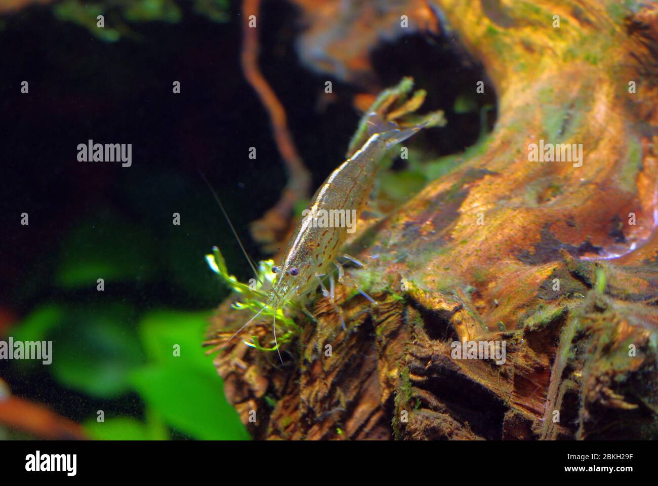 Yamato Nuba Ebi or Amano shrimp, Caridina multidentata Stock Photo