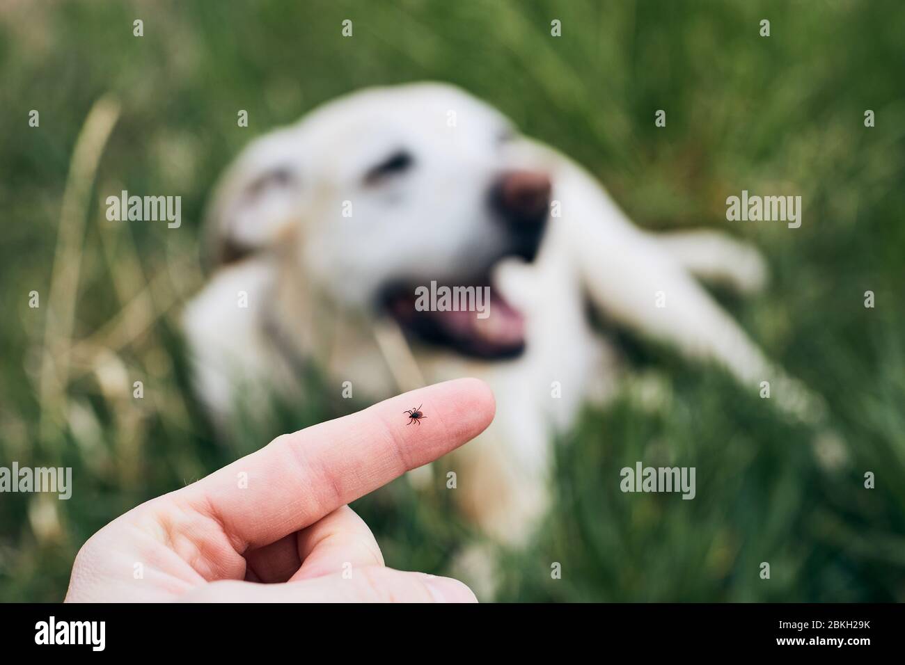 Close-up view of tick on human finger against dog lying in grass. Stock Photo