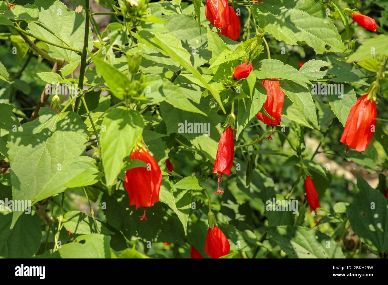 Selective focus on red malvaviscus arboreus Cav. Flower blooming in garden on sunny day. The name of this flower name is Sleeeping Hibiscus. Scientifi Stock Photo
