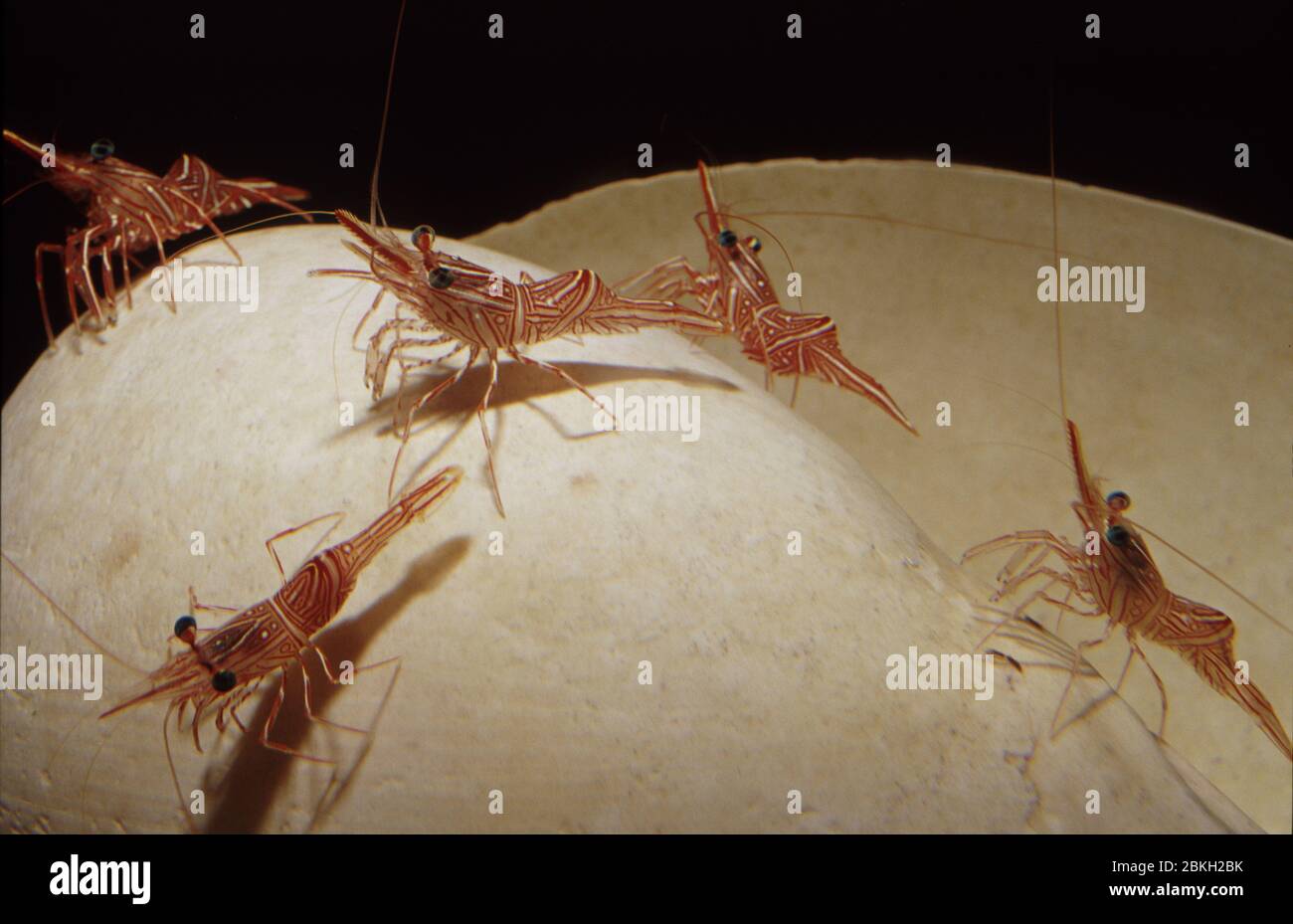 Durban hingebeak shrimp, durbanensis Stock Photo Alamy