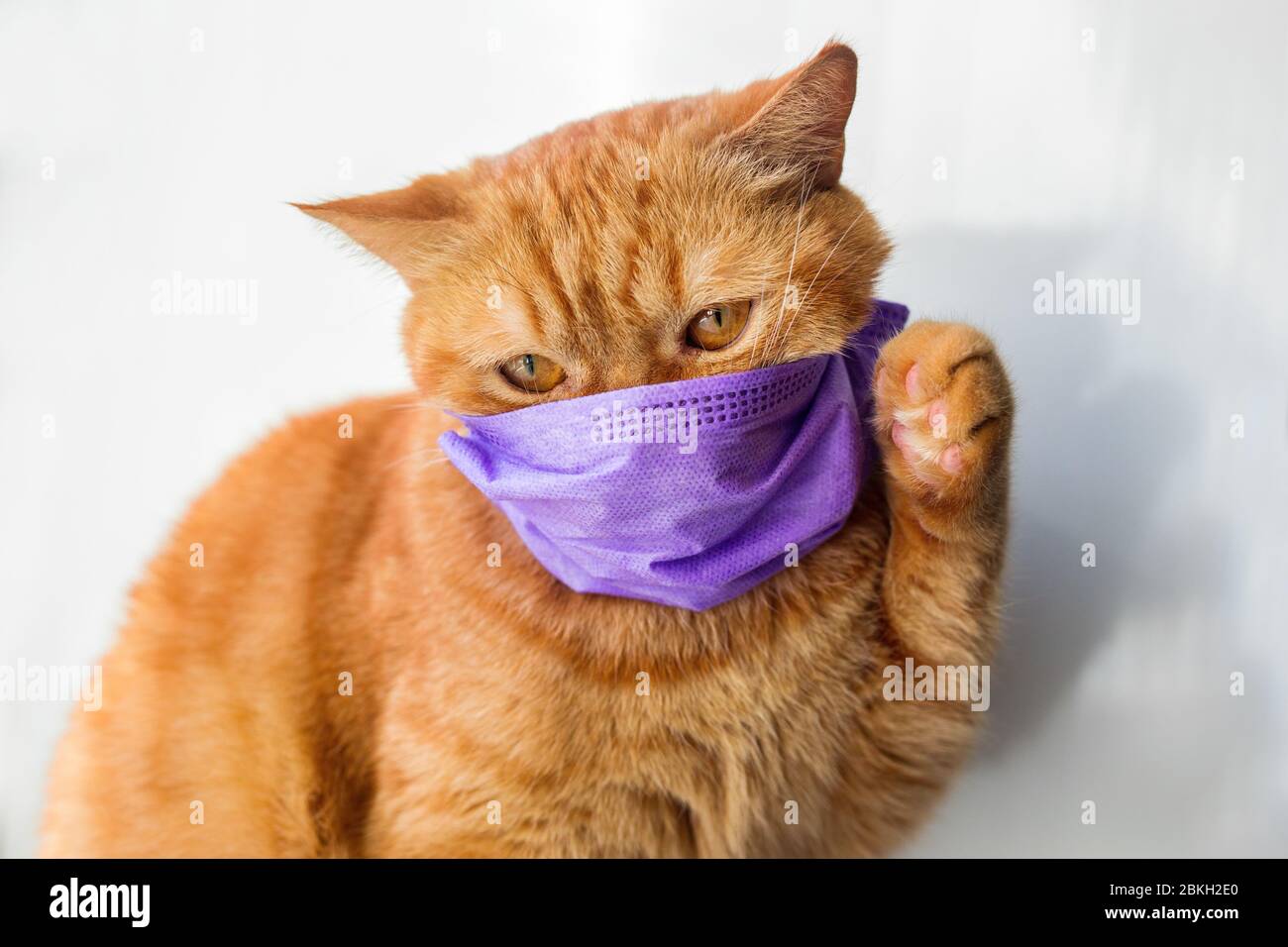 Medical mask for cat virus protected cat at home Stock Photo Alamy