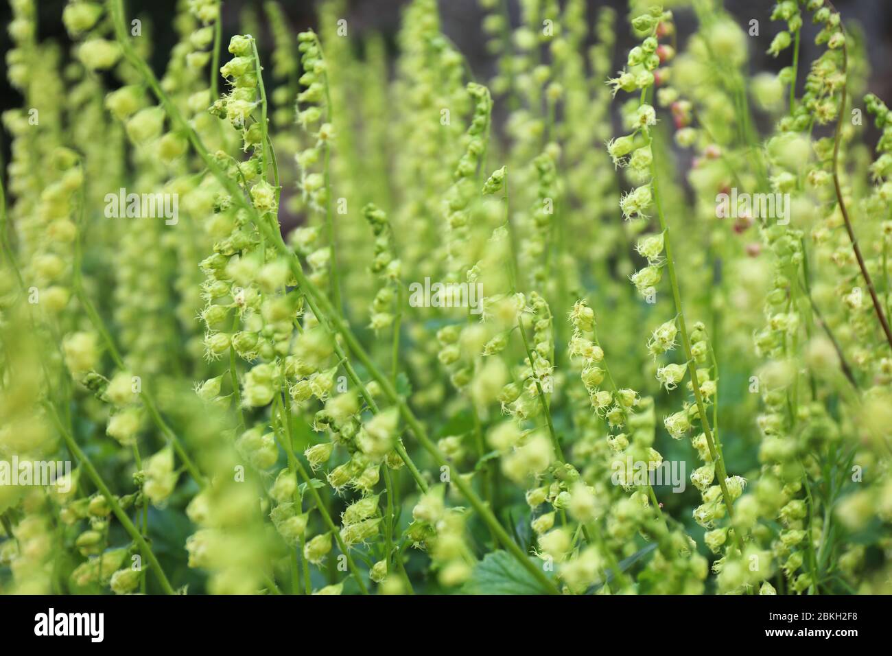 Fringe Cups (Tellima grandiflora). Green flower background in springtime. Stock Photo