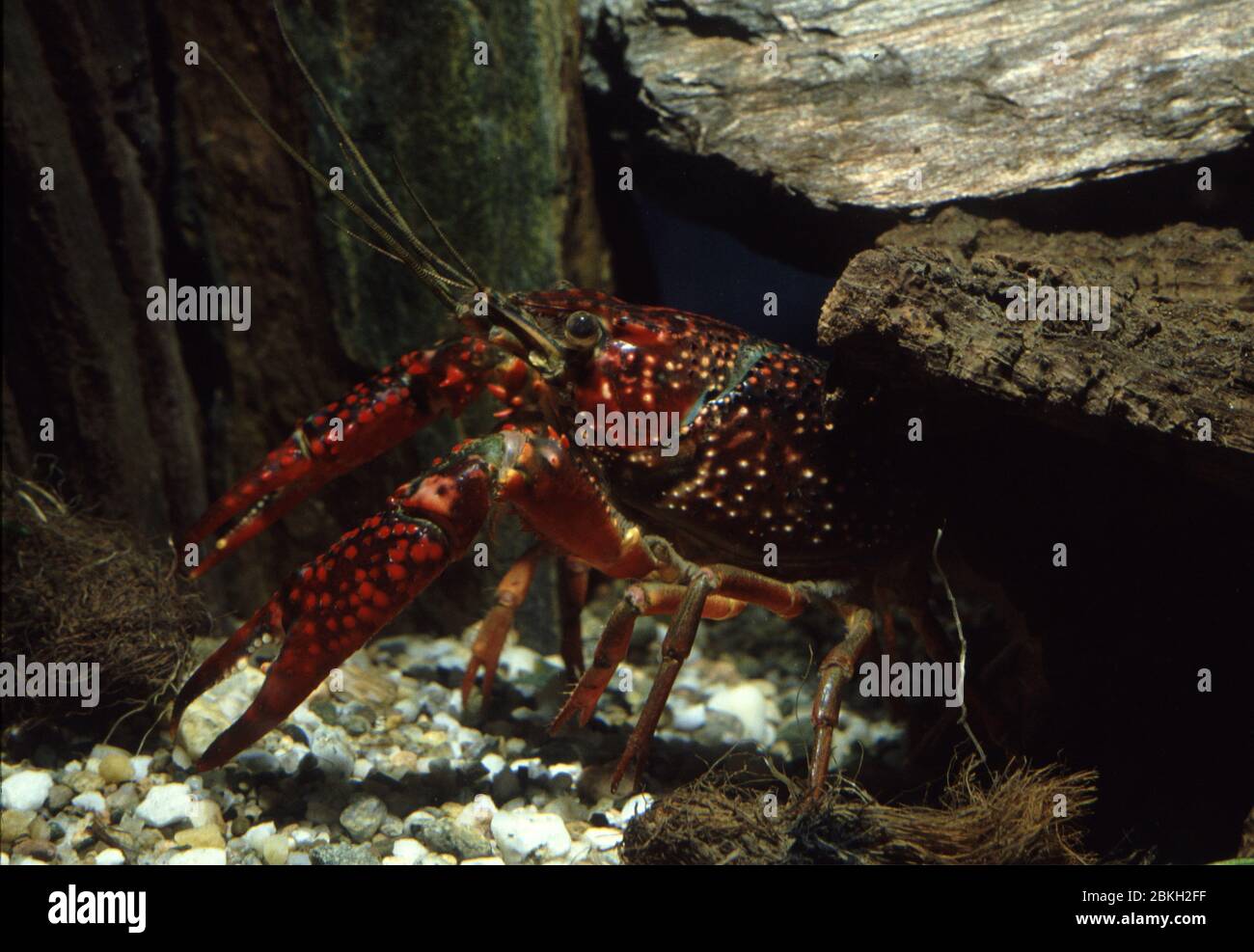 Red swamp crayfish, Procambarus clarkii Stock Photo
