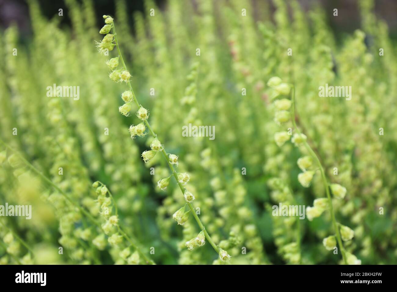 Fringe Cups (Tellima grandiflora). Green flower background in springtime. Stock Photo