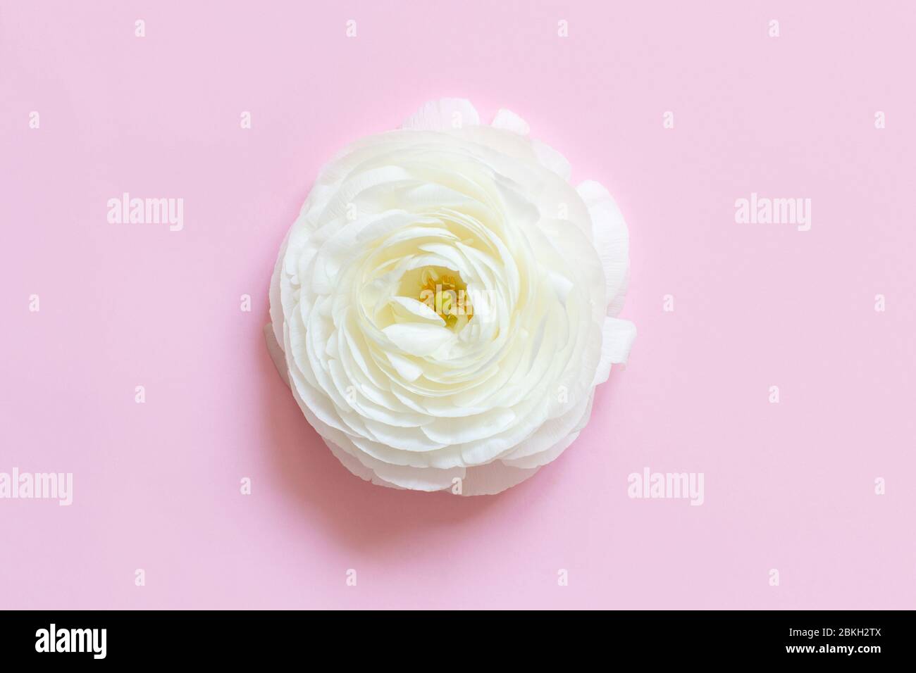 Cream ranunculus flower on a light pink background top view Stock Photo ...