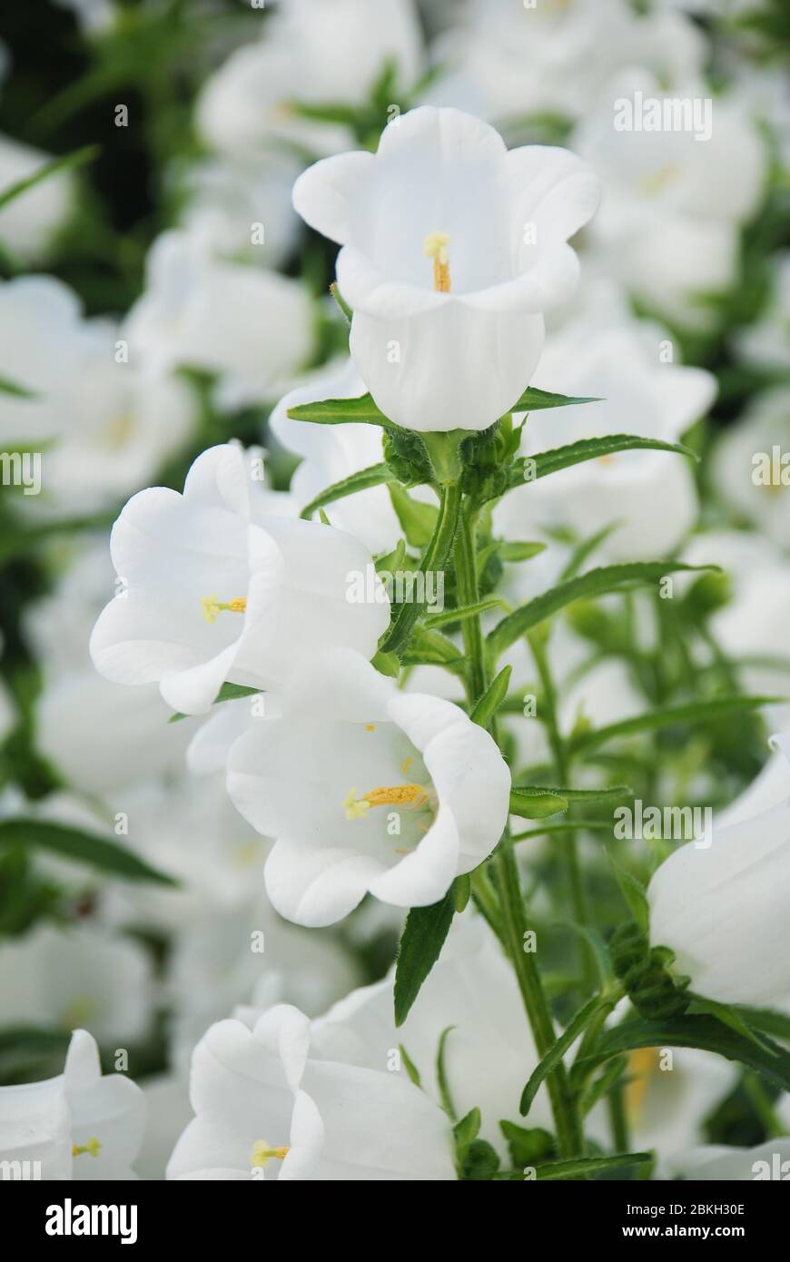 White Campanula Flowers Macro Of Flowers Campanula Portenschlagiana white-campanula-flowers-macro-of-flowers-campanula-portenschlagiana