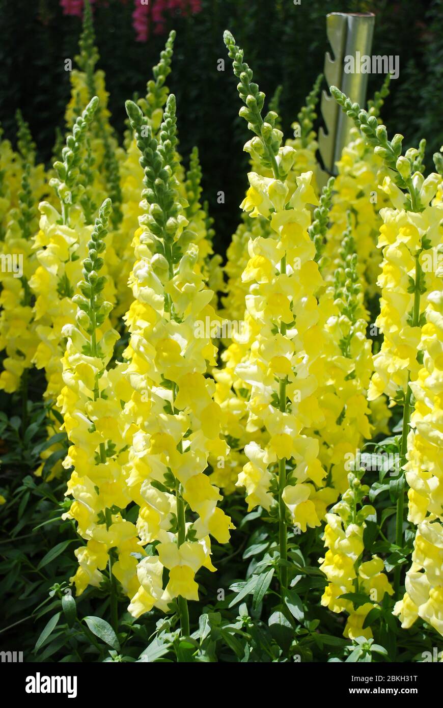 colorful Snap dragon (Antirrhinum majus) blooming in garden background with selectived focus, cut flowers Stock Photo