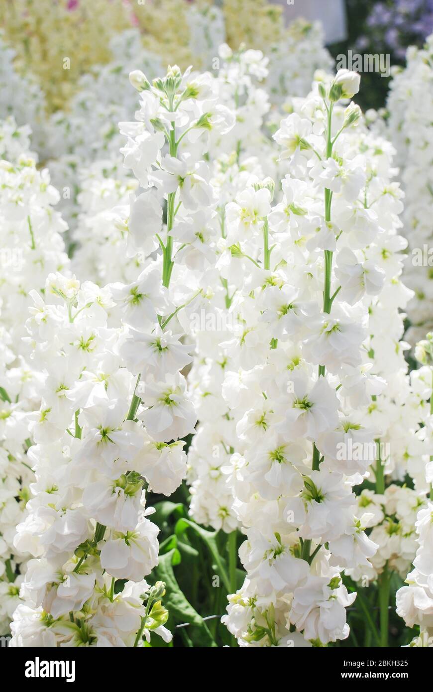 Matthiola Incana Flower