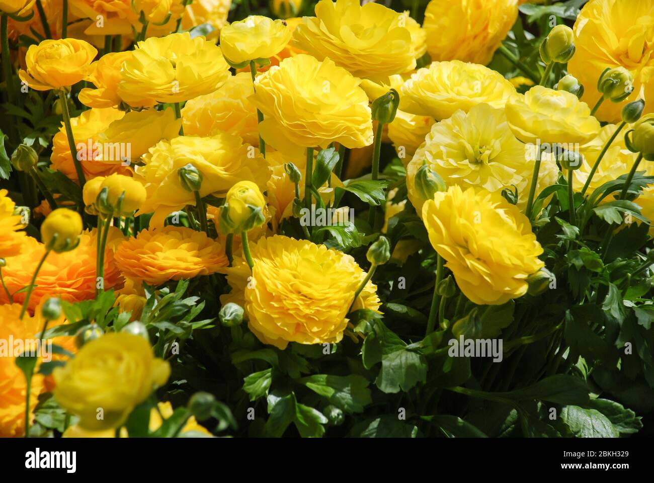 Yellow Rananculus flora. A blossomed flower with detailed petals shot, potted plant Stock Photo