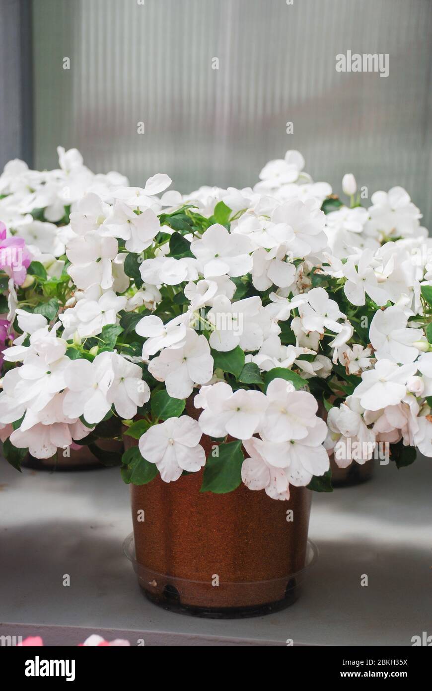 white impatiens in potted, scientific name Impatiens walleriana flowers also called Balsam, flowerbed of blossoms in white Stock Photo