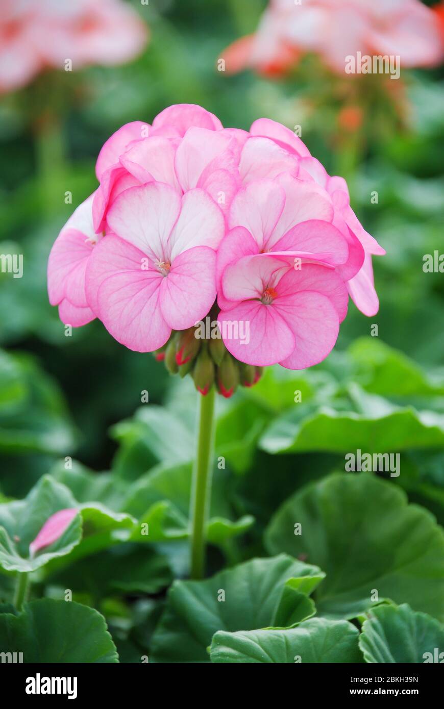 Pelargonium - Geranium Flowers showing their lovely petal Detail in the garden with a green background Stock Photo