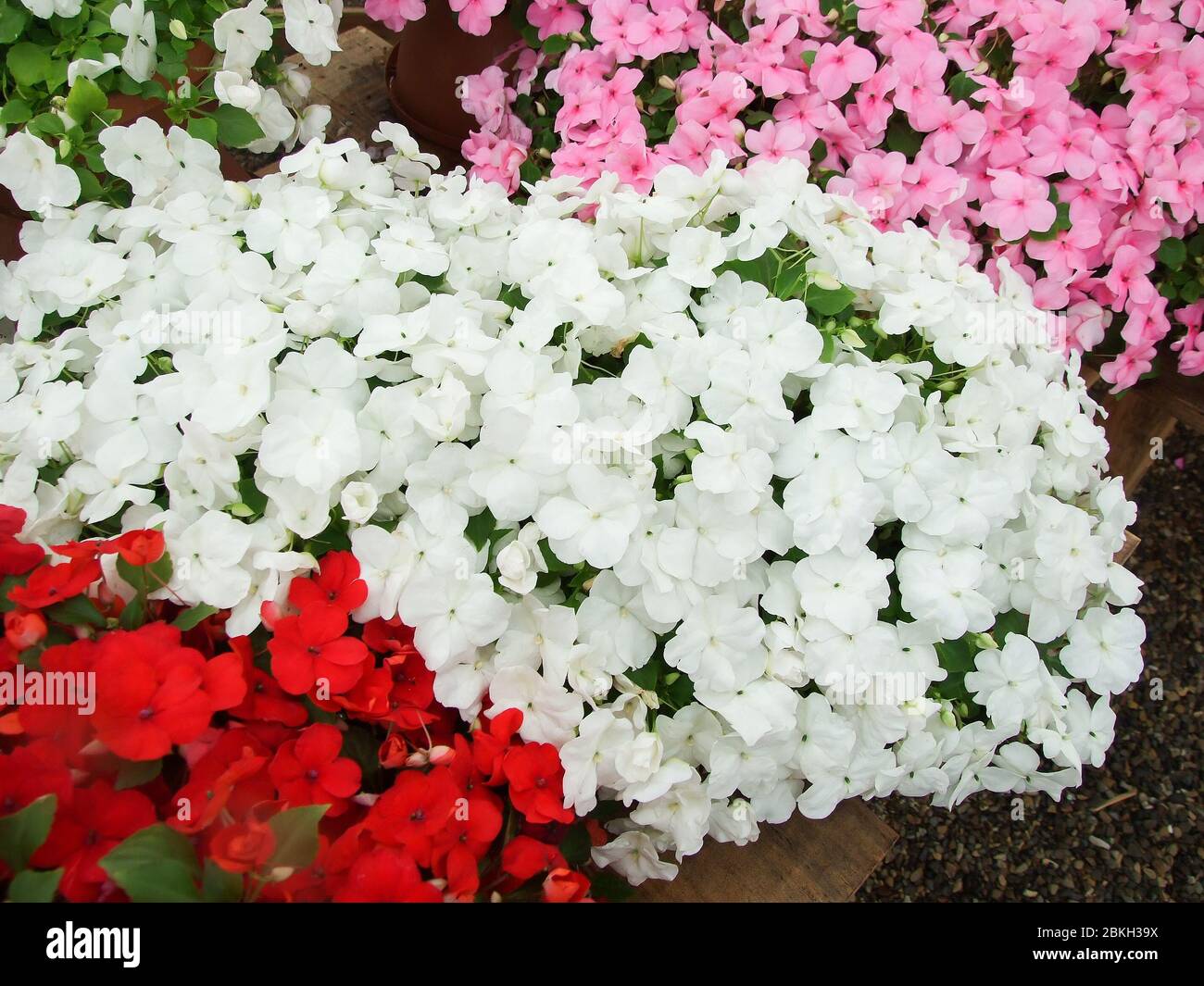 pink, red, white impatiens, scientific name Impatiens walleriana flowers also called Balsam, flowerbed of blossoms in pink Stock Photo