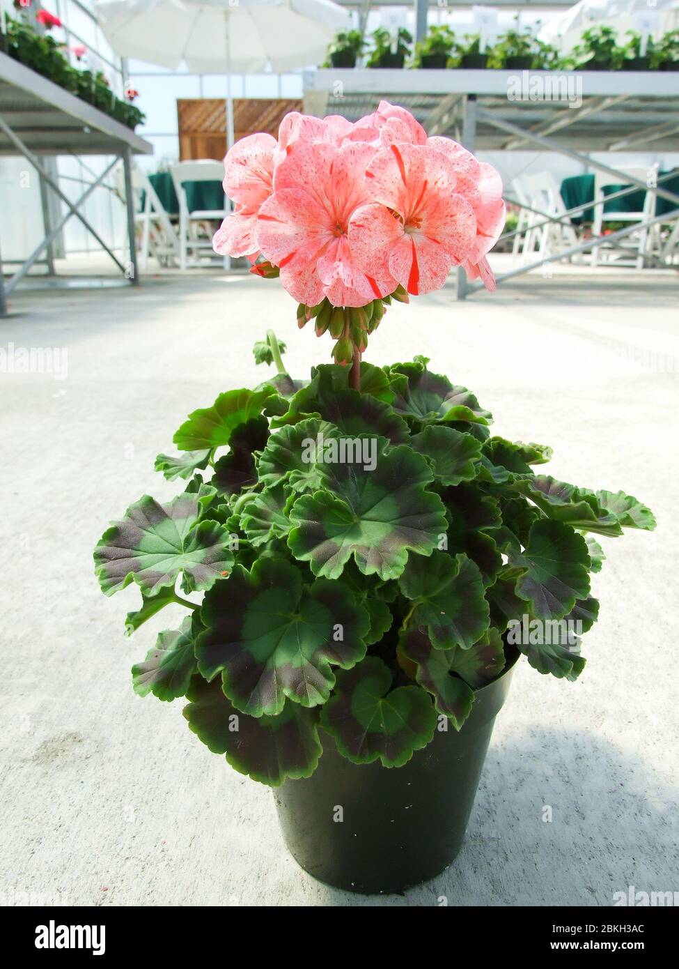 Pelargonium - Geranium Flowers showing their lovely petal Detail in the garden, potted plant Stock Photo