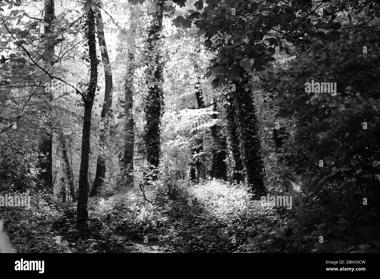 Woodland in black and white Stock Photo Alamy