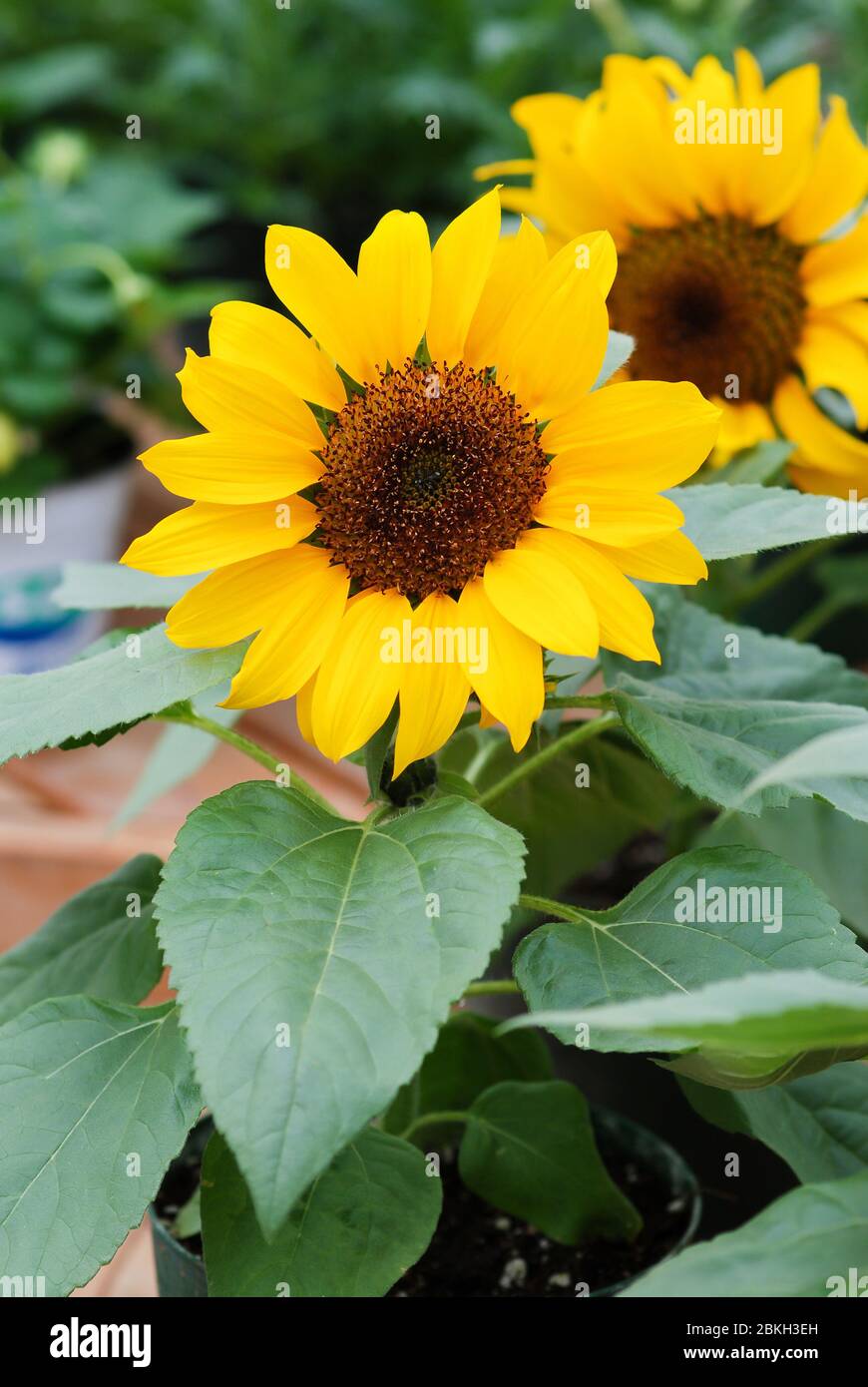 Helianthus annuus, small and potted sunflowers. dwarf helianthus, small ...