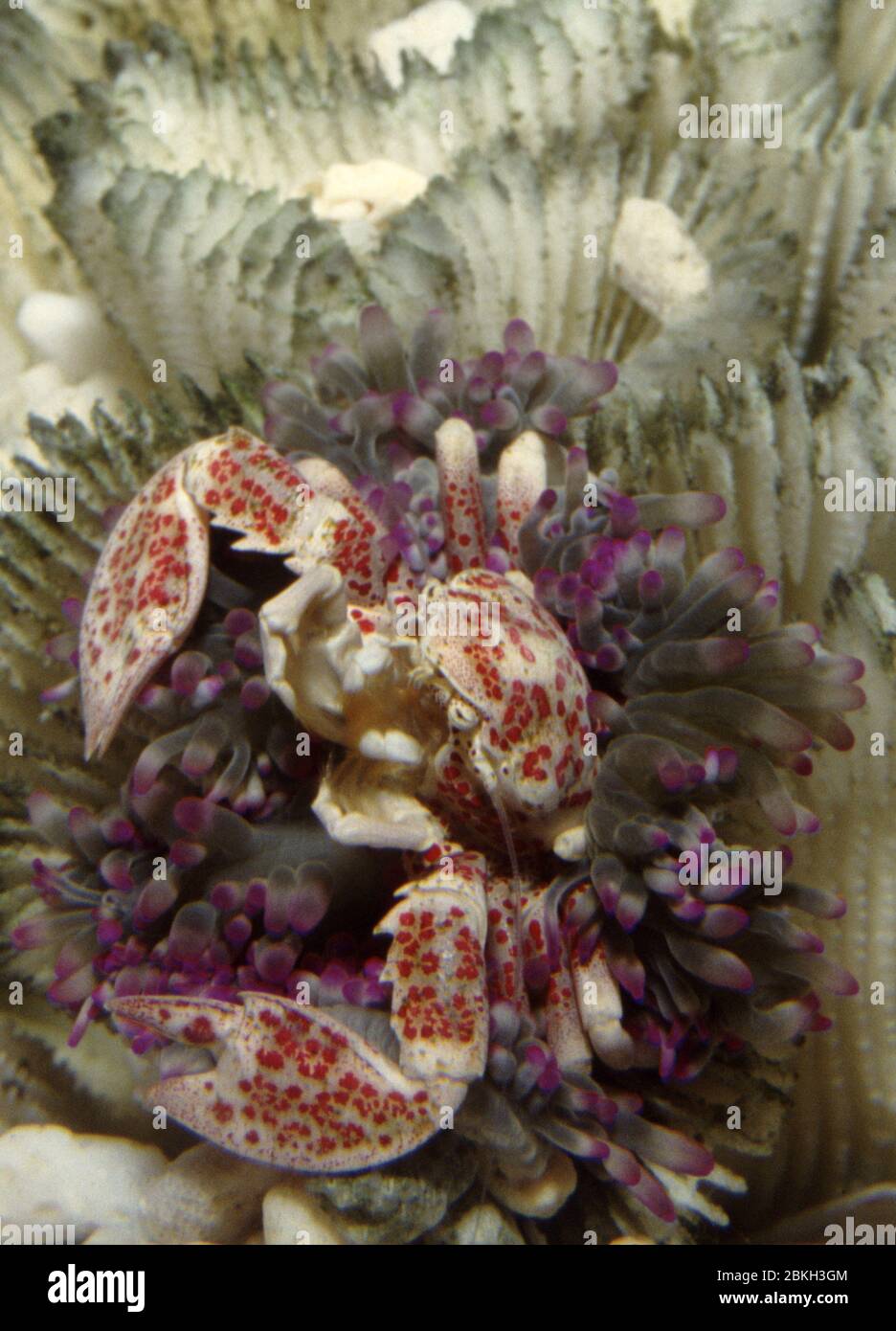 Porcelain crab (Neopetrolisthes oshimai) commensal with sea anemone (Entacmaea) Stock Photo
