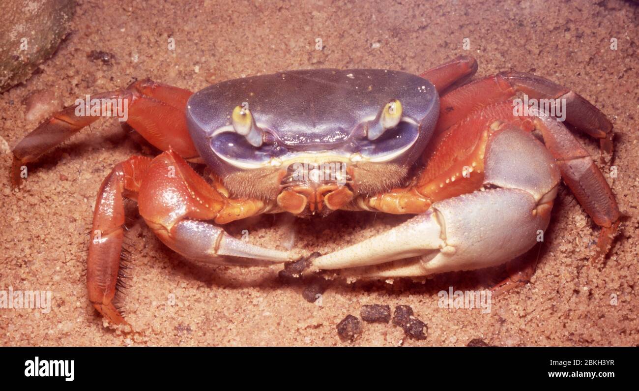 Nigerian rainbow land crab, Cardisoma armatum Stock Photo
