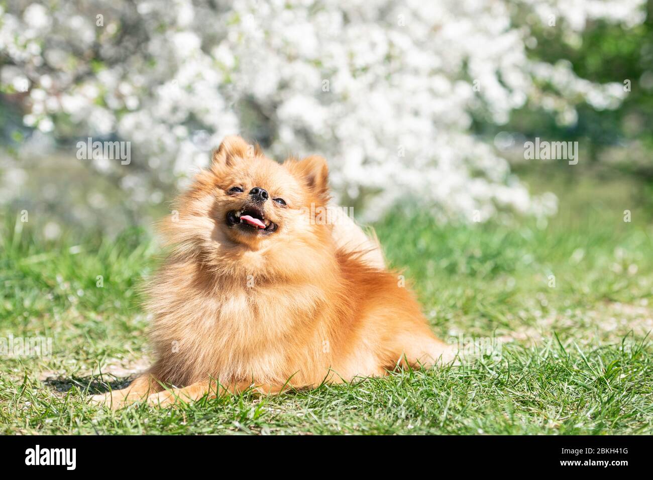 Pomeranian spitz dog, pretty little dog, in spring natural background. Spitz posing in blossom nature background Stock Photo
