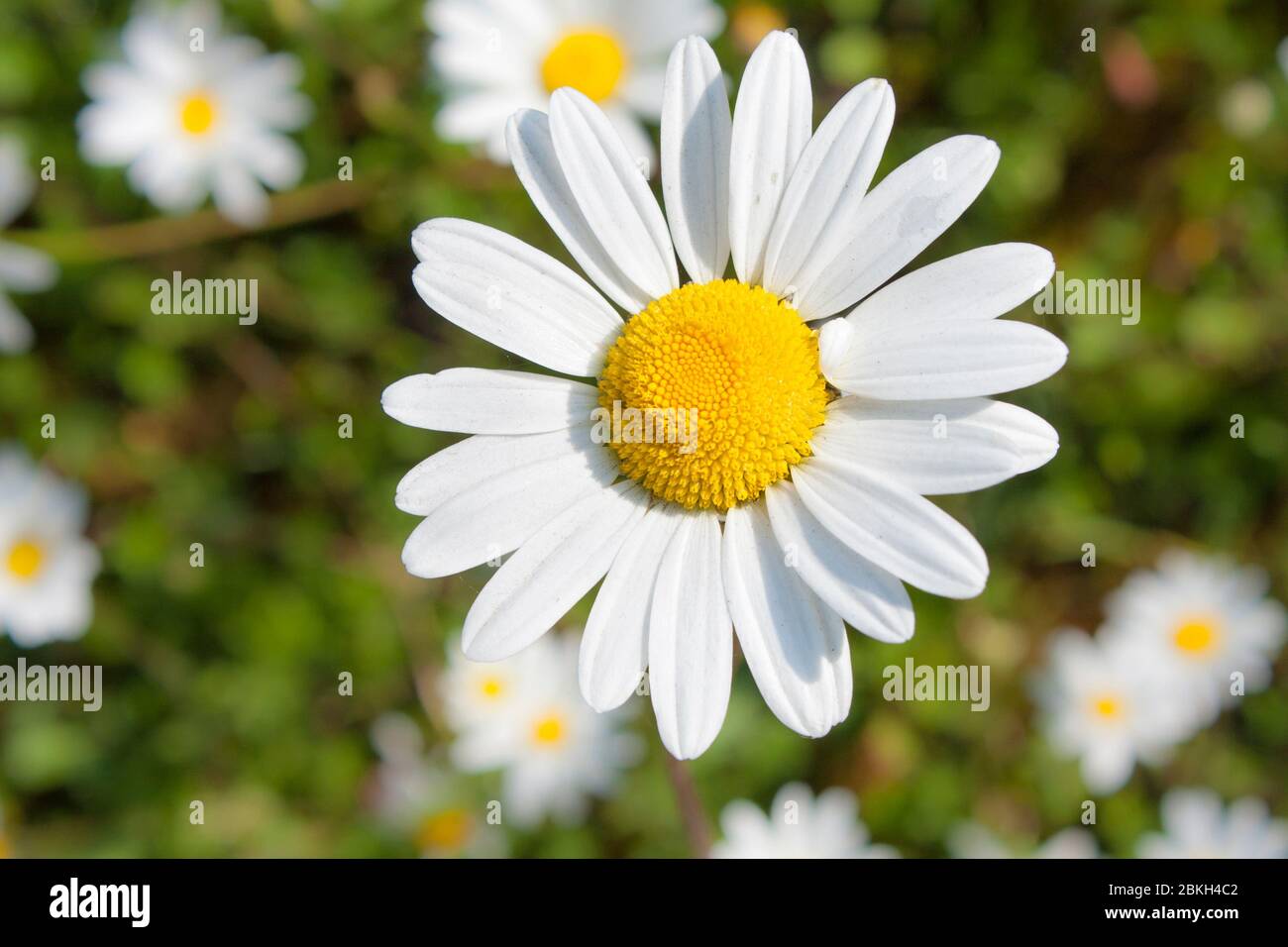 Ox-eye Daisy, Leucanthemum vulgare, a common UK wildflower Stock Photo