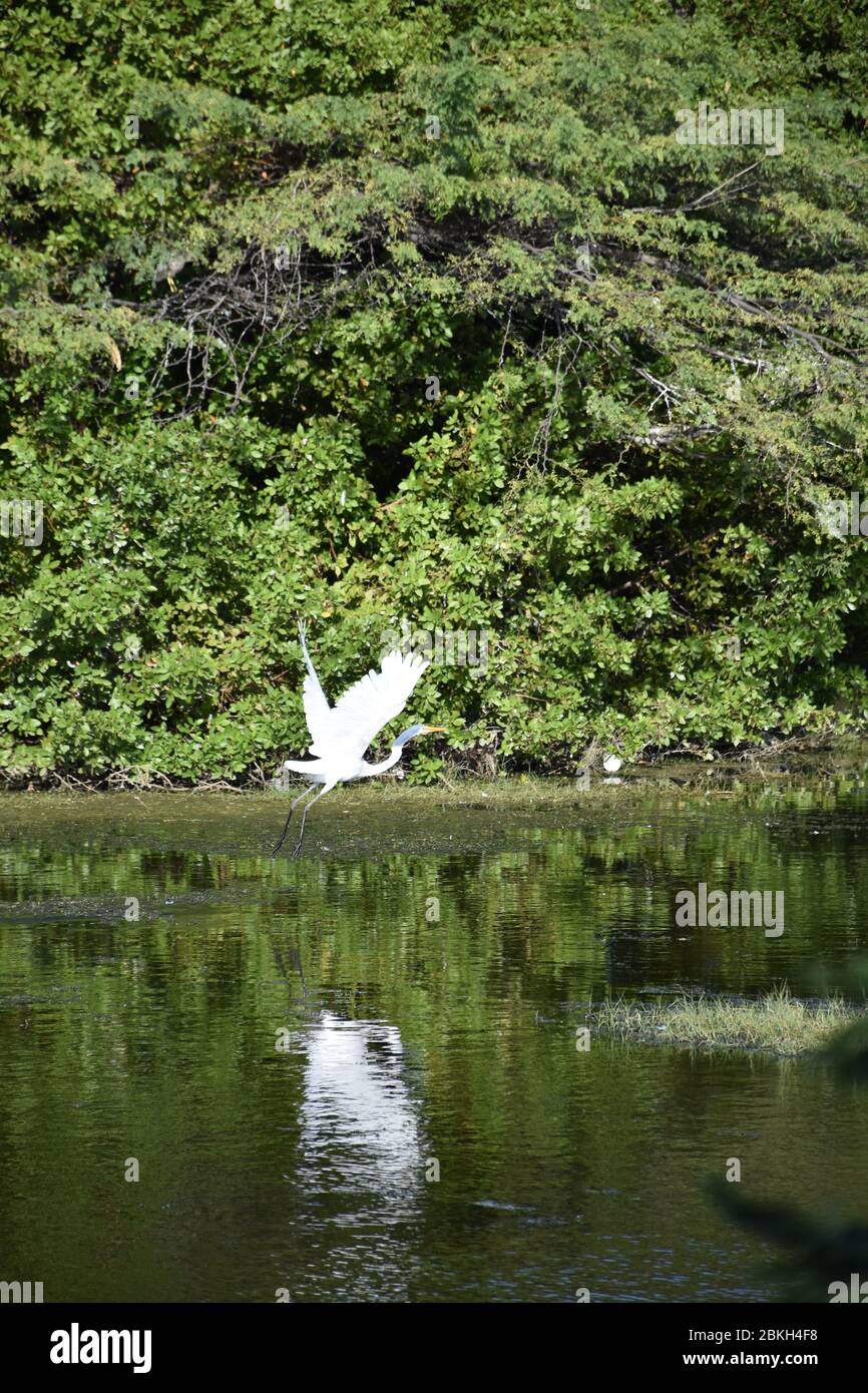 Bird sanctuary with white heron in flight. Stock Photo