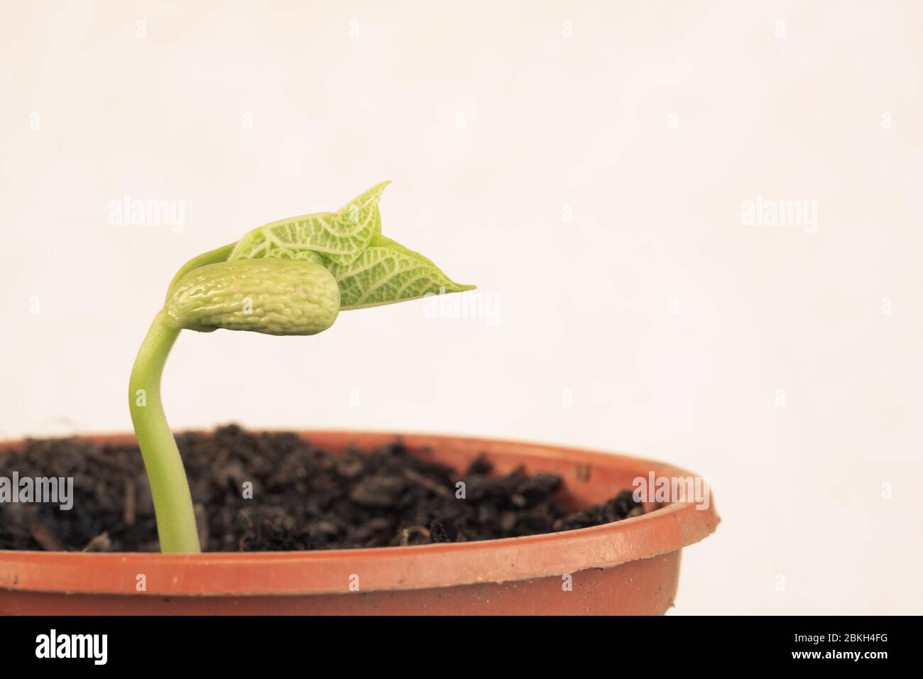 Runner Bean Seedling, Close up on a Light Background. Stock Photo