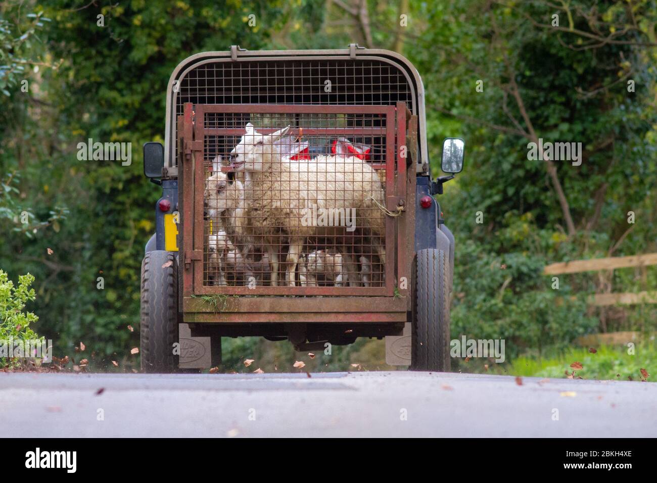 Farmer transporting sheep and lambs in a trailer down a country lane in
