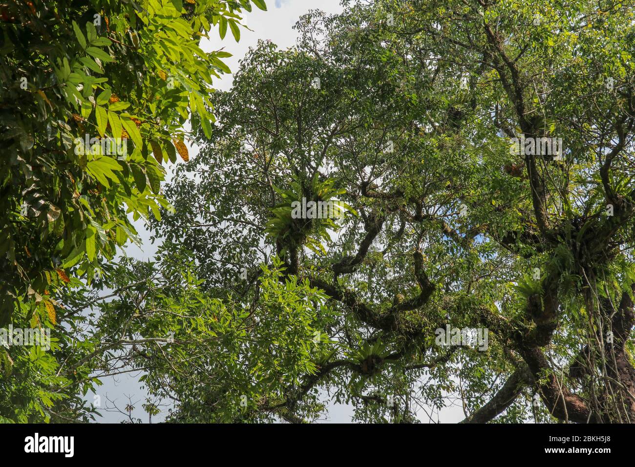 Asplenium Nidus parasites on branches in the crown of a huge tropical