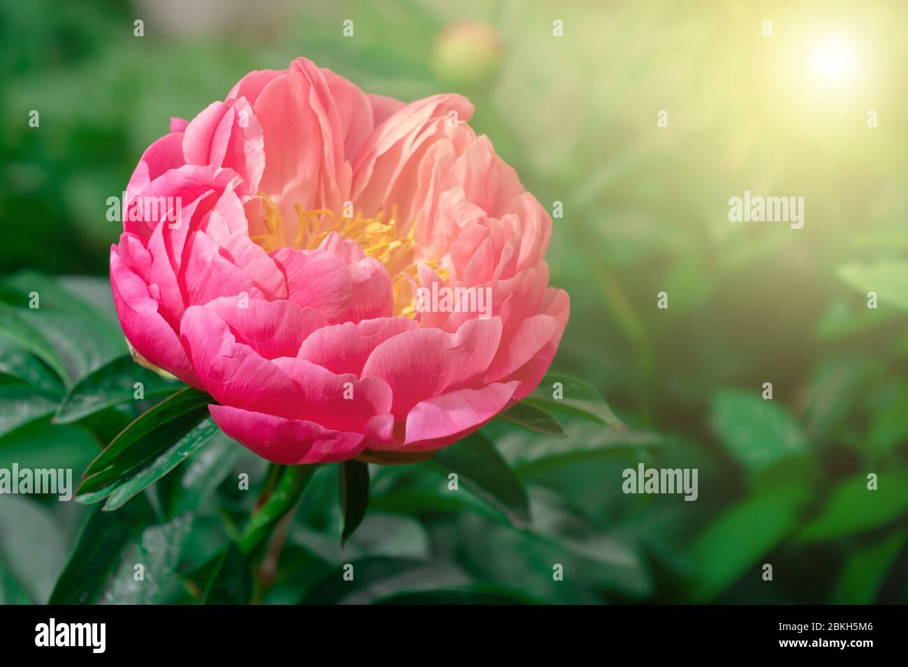 Peonia lactiflora hi-res stock photography and images - Alamy