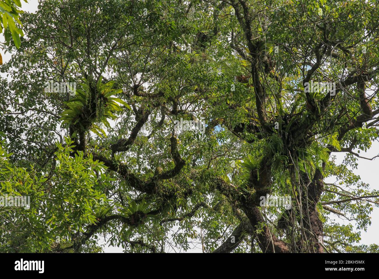 Asplenium Nidus parasites on branches in the crown of a huge tropical