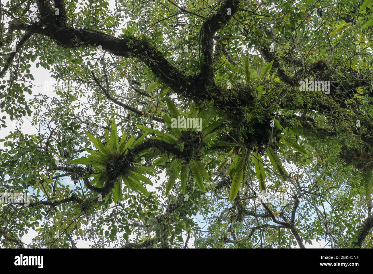 Asplenium Nidus parasites on branches in the crown of a huge tropical