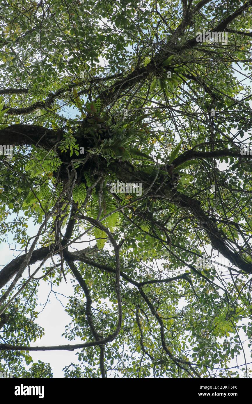 Asplenium Nidus parasites on branches in the crown of a huge tropical
