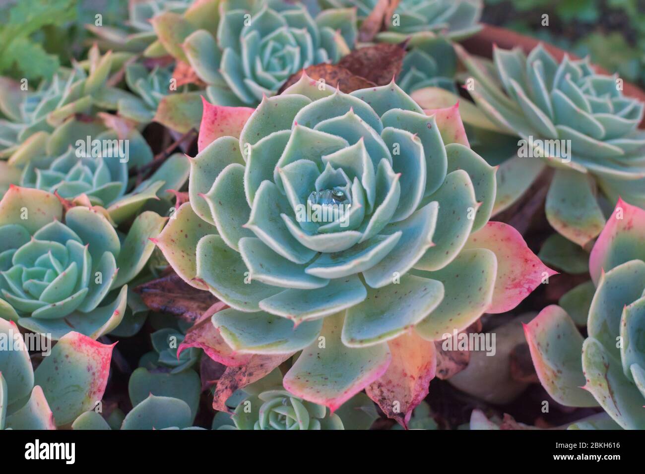 Close-up of Echeveria Elegans or Alabaster Rose, fleshy or succulent plantsZZ Stock Photo