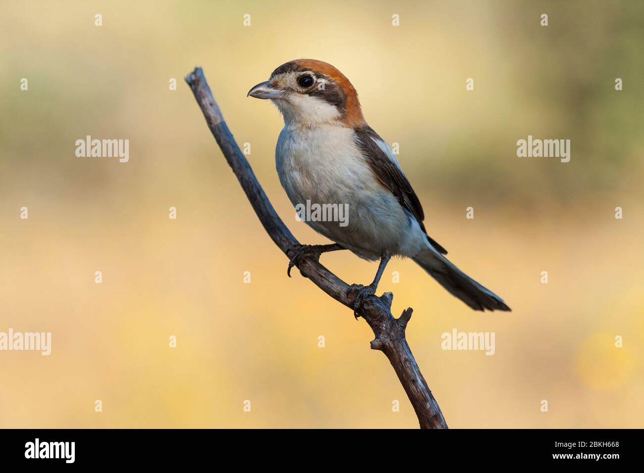 Woodchat Shrike, Senator Lanius, perched on a tree branch on a clear unfocused background . Spain Stock Photo