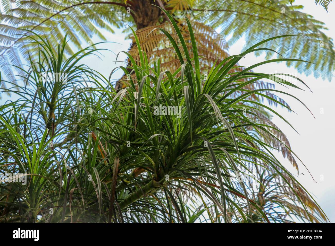 'Hala' Pandanus tectorius / Pandanus odoratissimus ; The key selling point of this plant is foliage. long and smooth leaf, cluster into clump. good gr Stock Photo